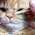 How to clean your cat in the Morning & easy ways