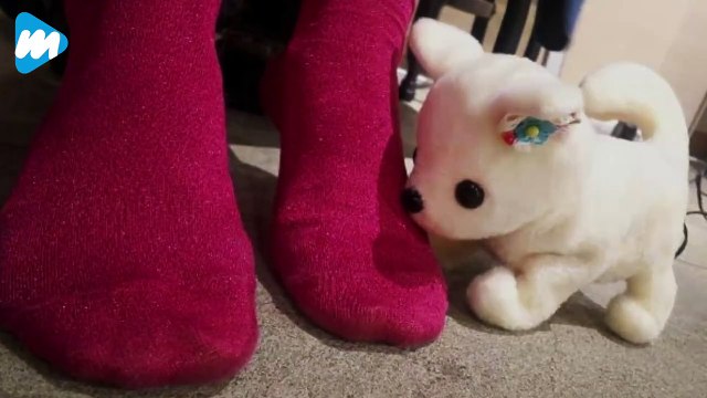 This Robot Dog Sniffs Out Smelly Feet | Viral Update | Viral Mojo
