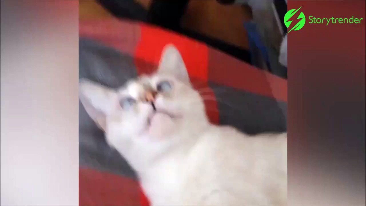 Ce chat louche et c'est adorable