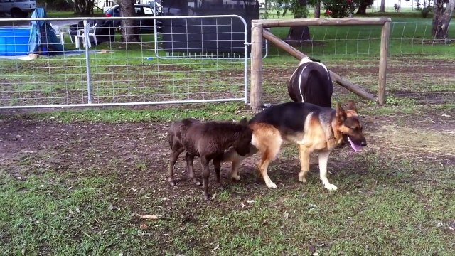Un chien et un poney sont meilleurs amis