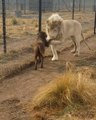 Un lion vient demander pardon à un chien