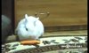 Hamster steals a carrot from a Rabbit! So Sweet! | Funny videos 2015