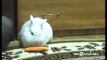 Hamster steals a carrot from a Rabbit! So Sweet! | Funny videos 2015