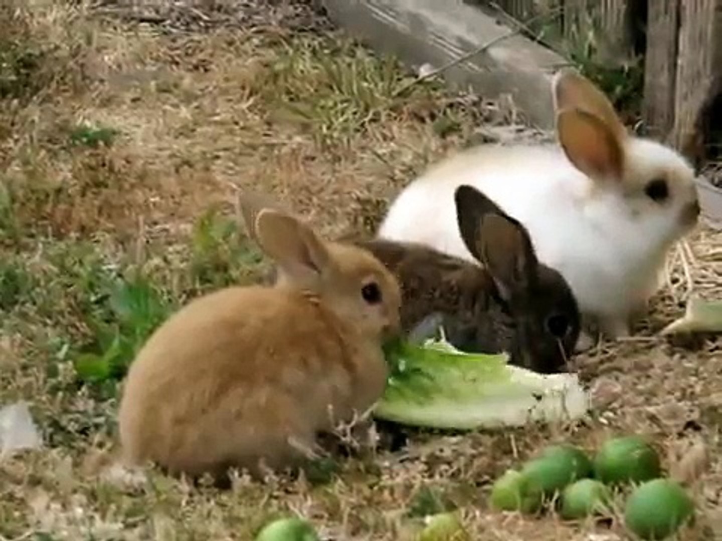 Funny Rabbits