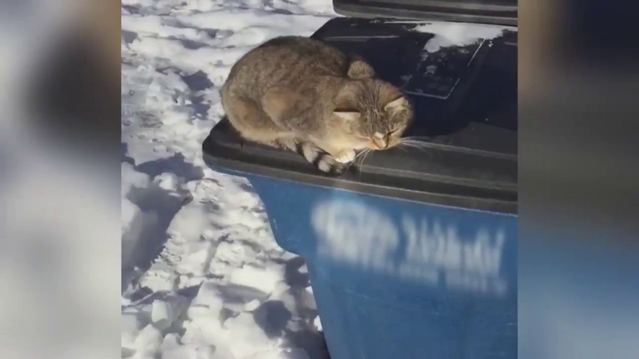 Quand tu dis bonjour à ton chat et qu'il te répond