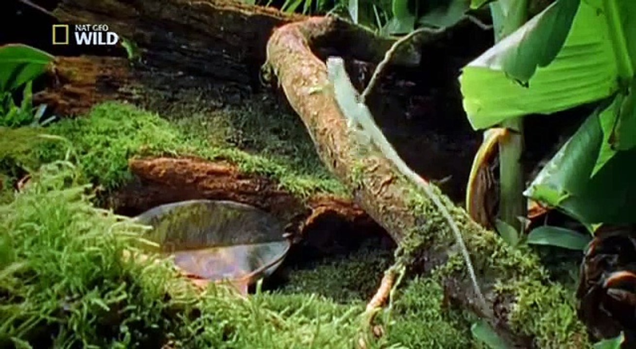 Die gruseligsten Tiere der Welt Deutsche Reportage über die gruseligsten Tiere der Welt