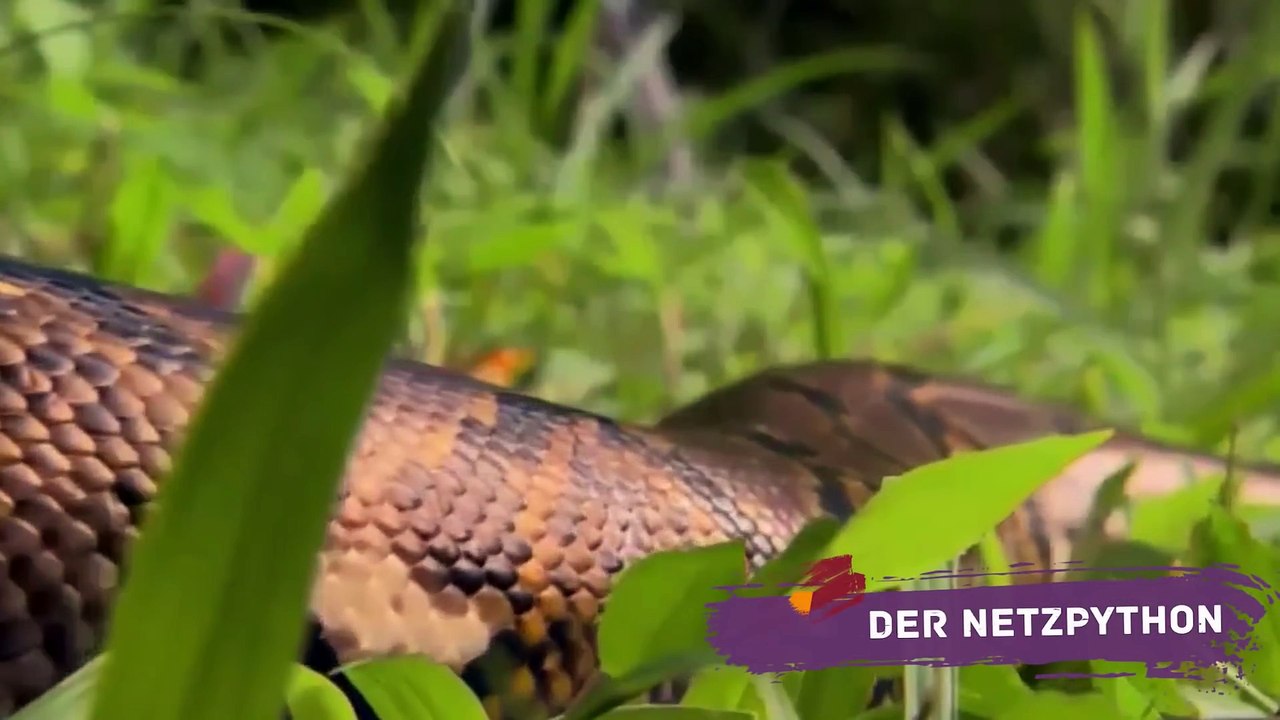 Die größten Schlangen der Welt!