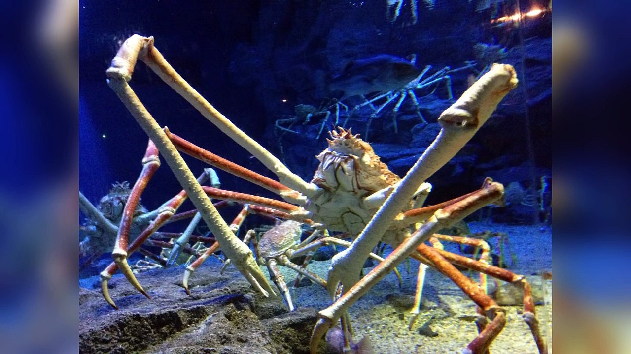 20 GRÖßTE TIERE Aller Zeiten