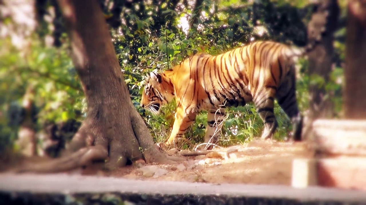 Top 10 Deadliest Animals in Asia