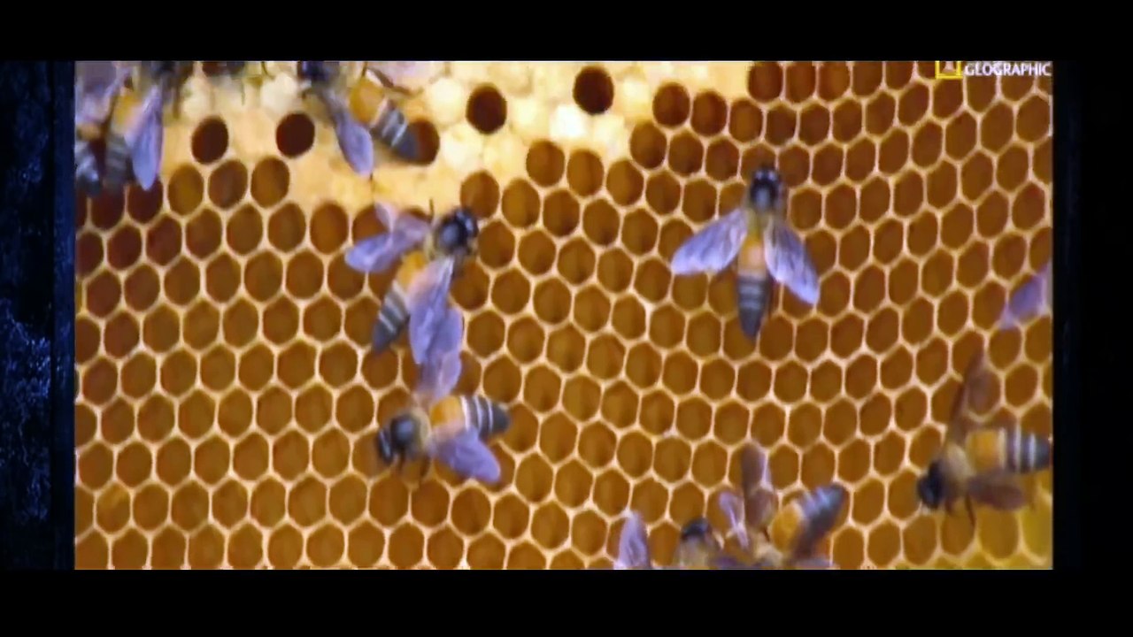 Top 10 Die tödlichsten Tier Gifte National Geographic 2012