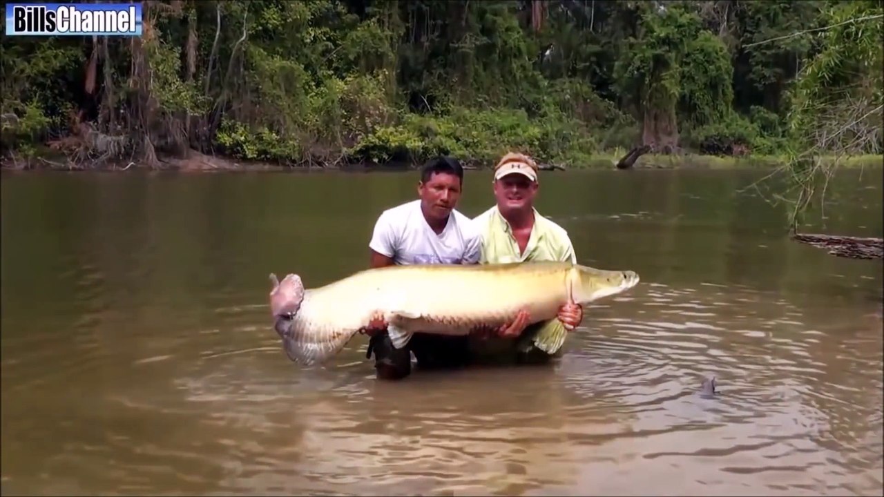 Die 10 tödlichsten Kreaturen im Amazonas!