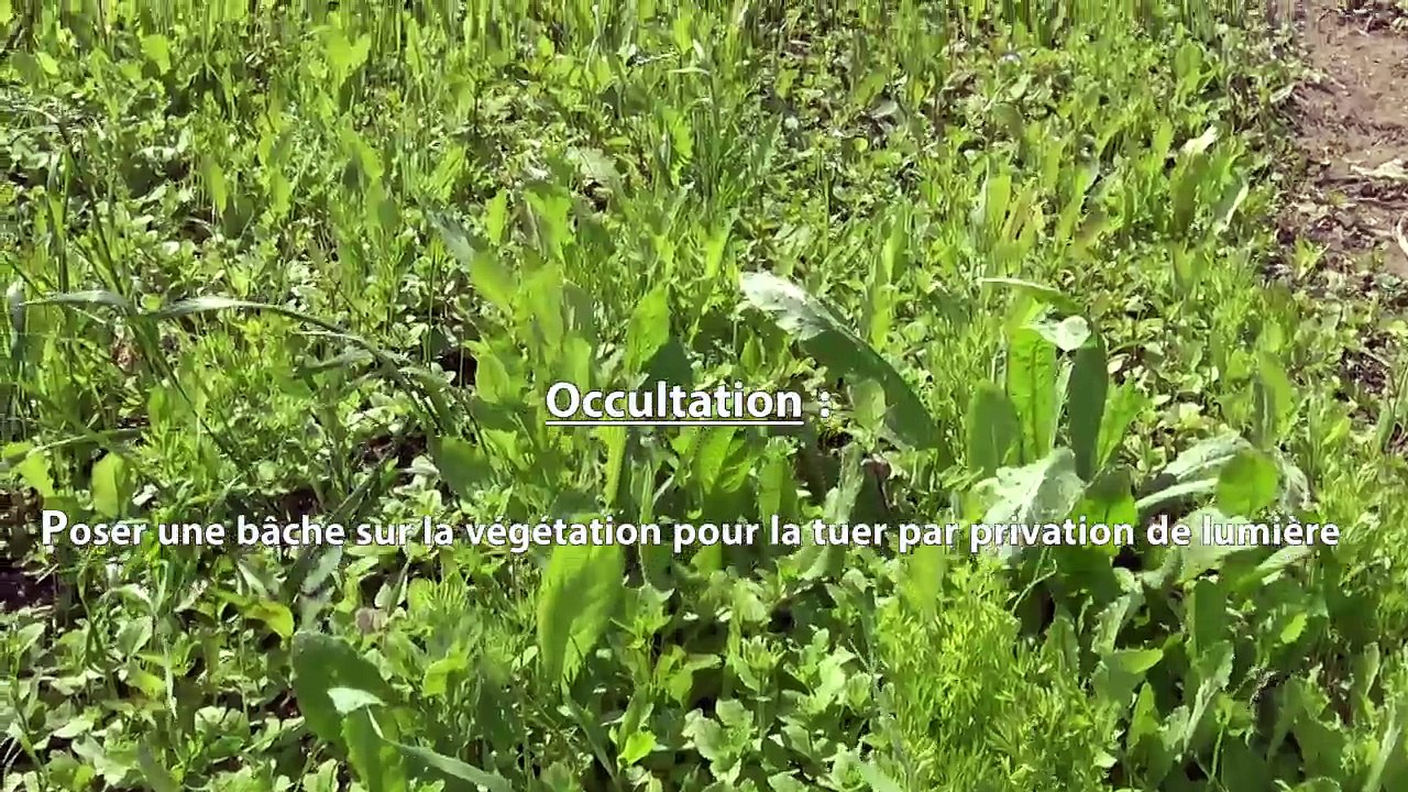 Desherbage Aurélien 2