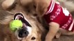 Cute puppy and his Mom play together & Puppies Fun ways