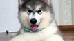 My crazy new husky dog can perform some crazy actions and Moves & New puppies & Husky dogs