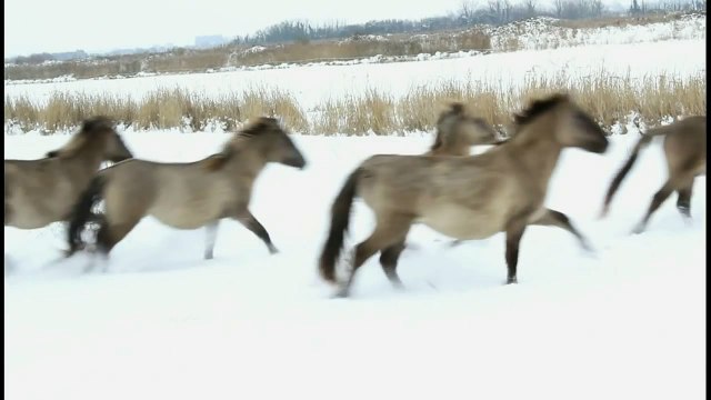 wild horses galloping in the snow short