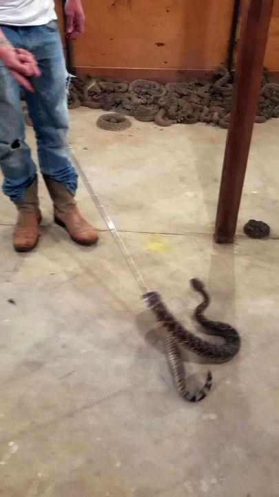 Cobra Bites Man