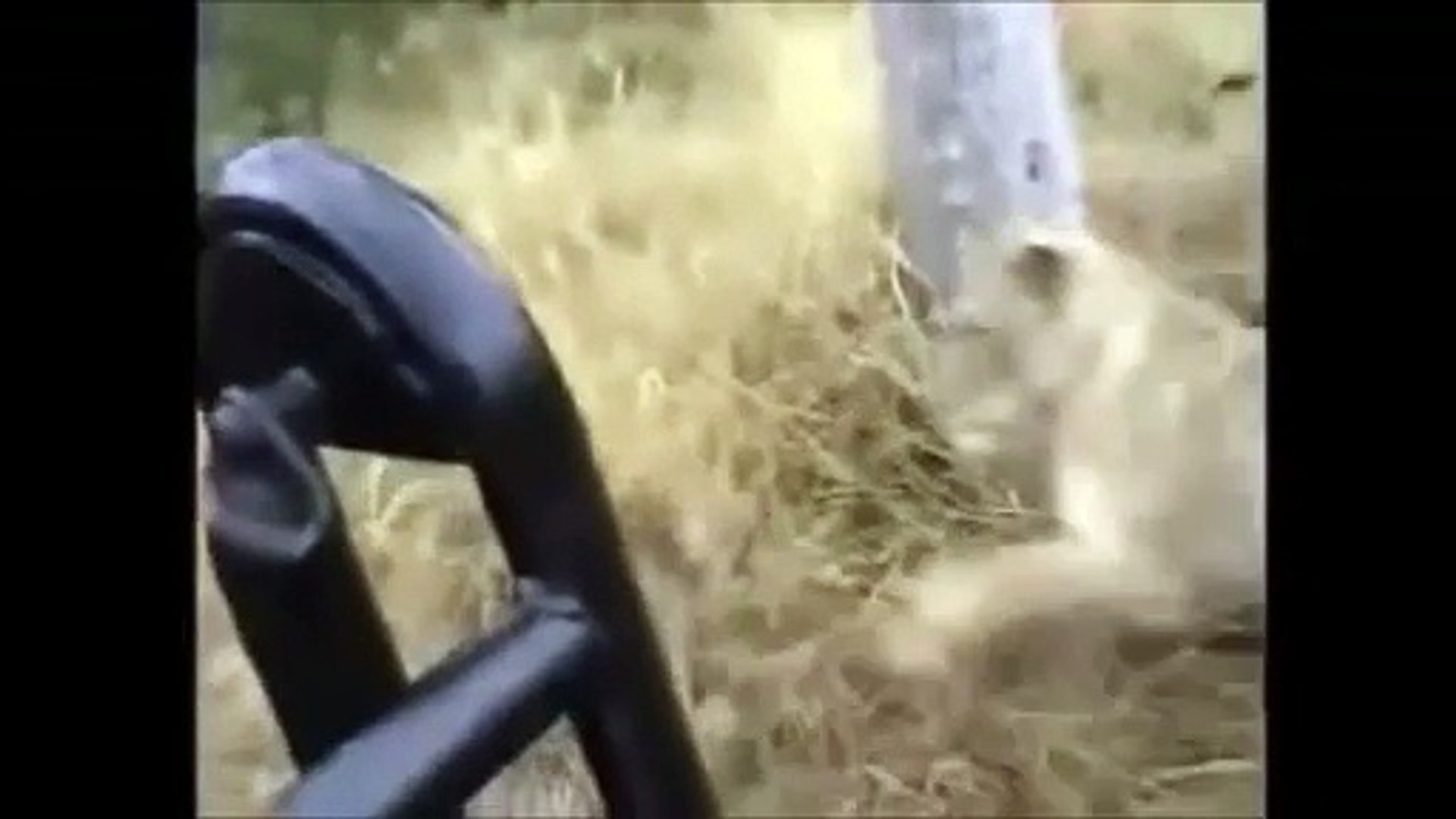 ⁣Wild Animal Planet ] Leopards vs  Lions Full Documentary