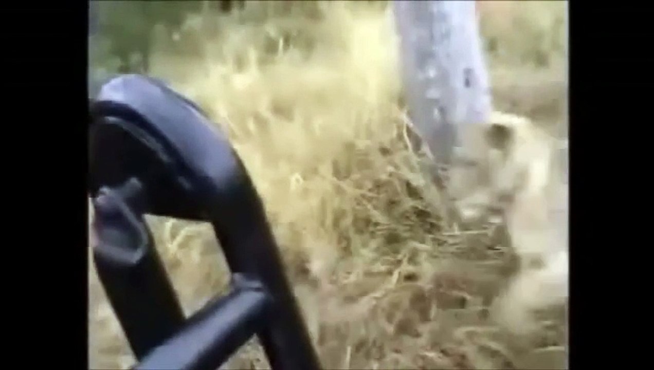 [ Wild Animal Planet ] Leopards vs  Lions Full Documentari-