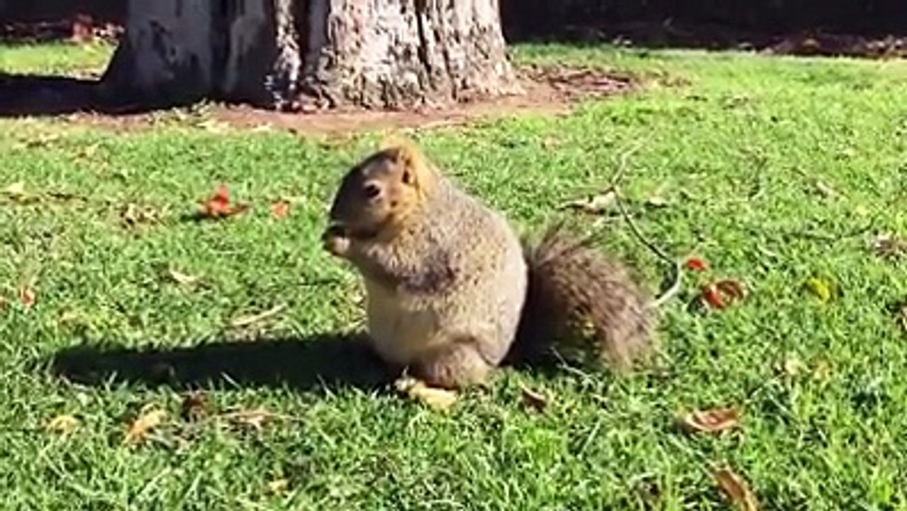 This is the fattest squirrel I've ever seen...