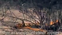 Animal attack Golden King Cobra Vs Mongoose -