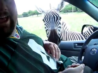 A little bit of Africa in Texas!!! When Zebras Attack