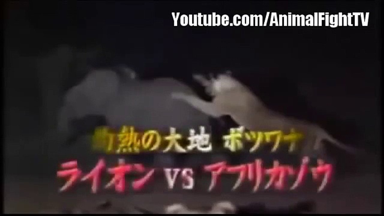 [ Wild Animal Planet ] Lion vs Elephant Real Full Documentary -