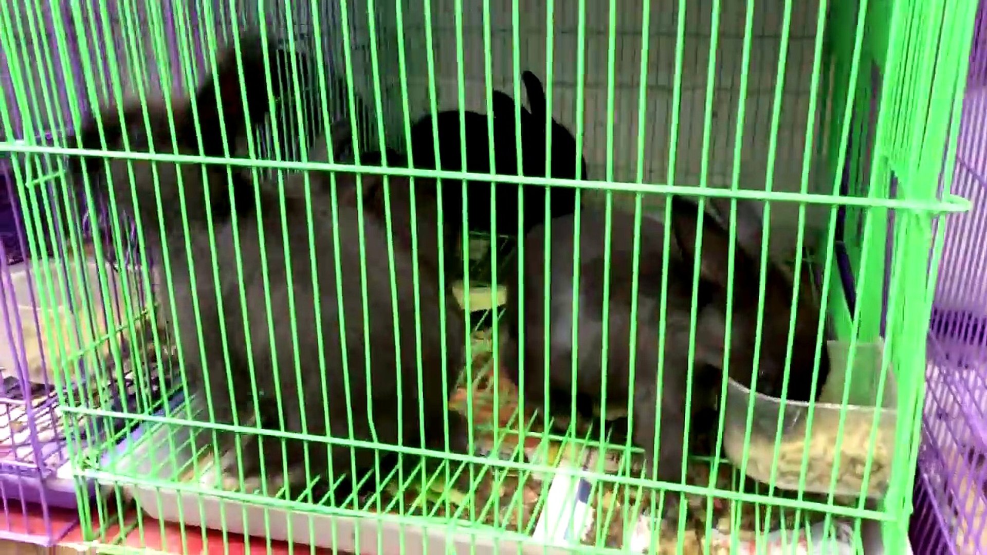 lennon the bunny stroller