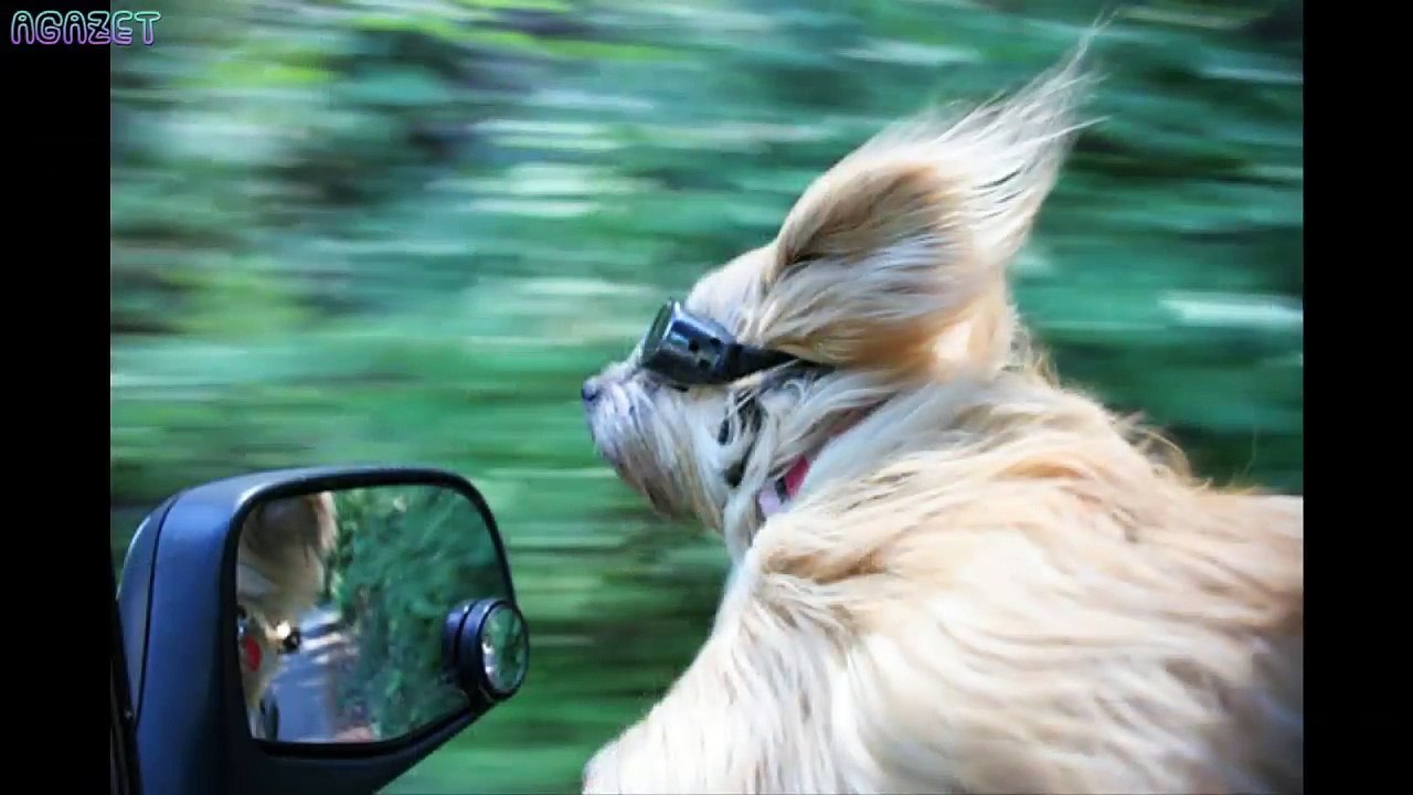 The first time the dogs were sitting on a car was funny
