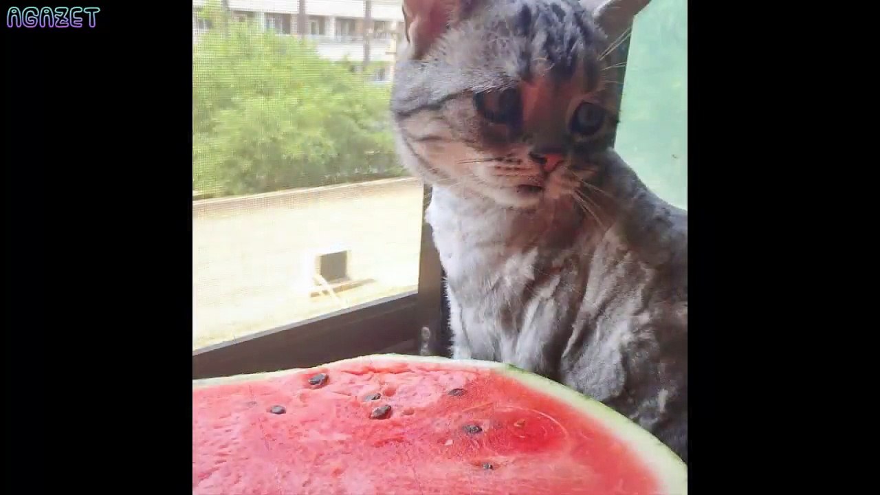 The image of a cat with a sad face makes you melt