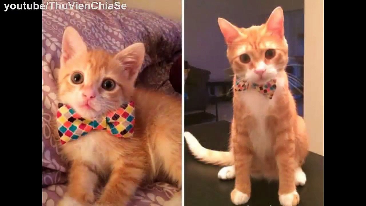 The mature image of the cats Part 2