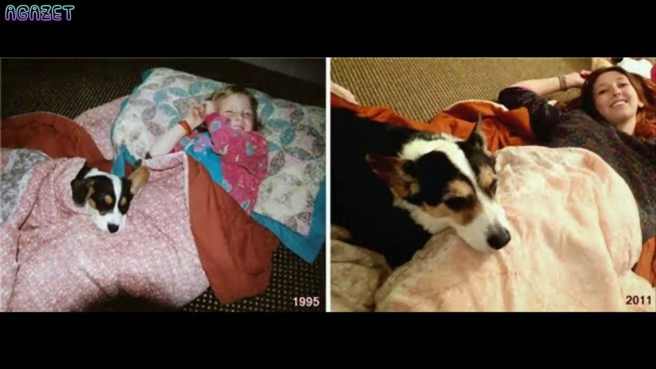 The mature image of the dogs