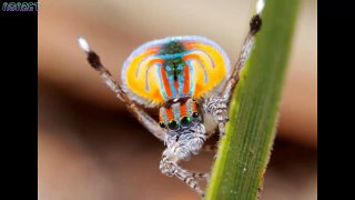 The most strange spiders in the world