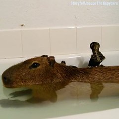 Just some ducks and a capybara having a bath