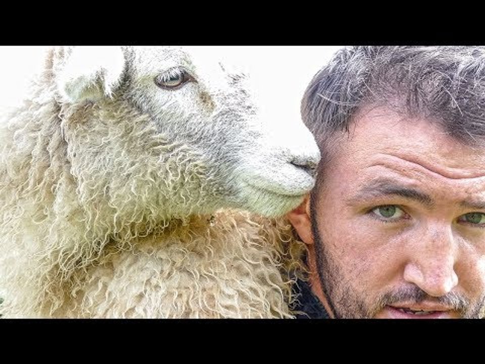 HUGHIE FURY | IF YOU CAN CATCH A SHEEP..YOU CAN CATCH JOSEPH PARKER!!