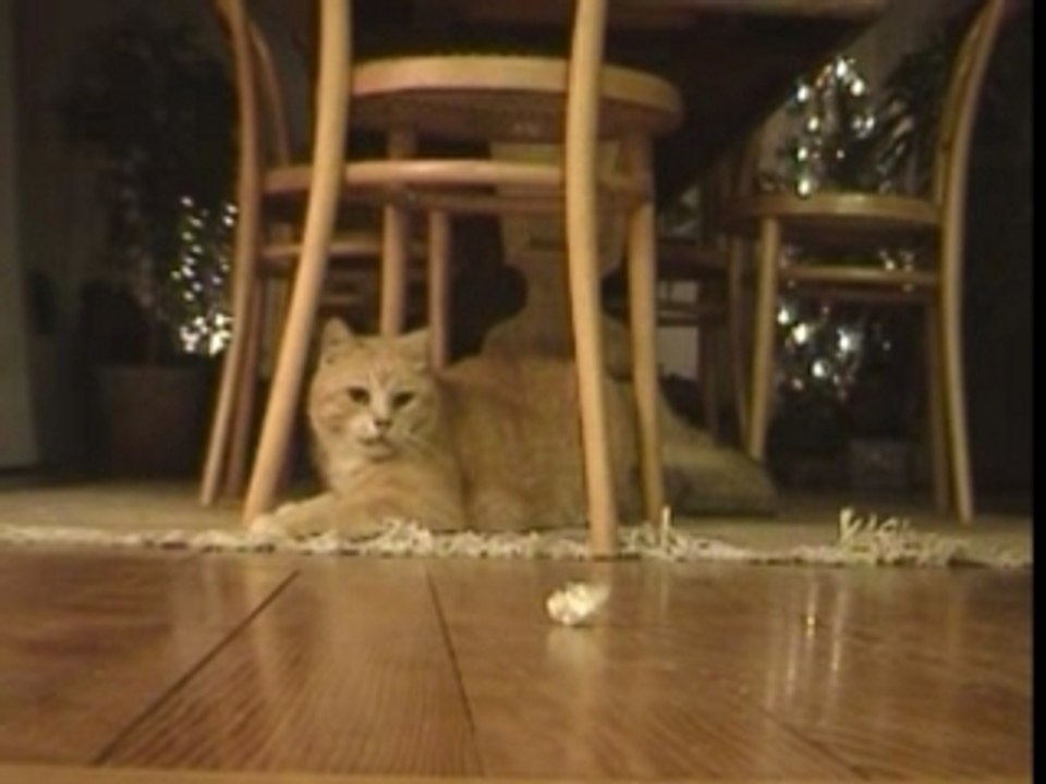 Roux chat fou