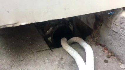 Sultanbeyli'de Su Borusuna Sıkışan Yavru Kedileri İtfaiye Kurtardı