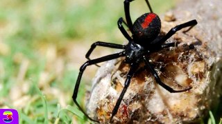 Die 5 Giftigsten Spinnen der Welt!