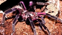 Die 10 Größten Spinnen der Welt!