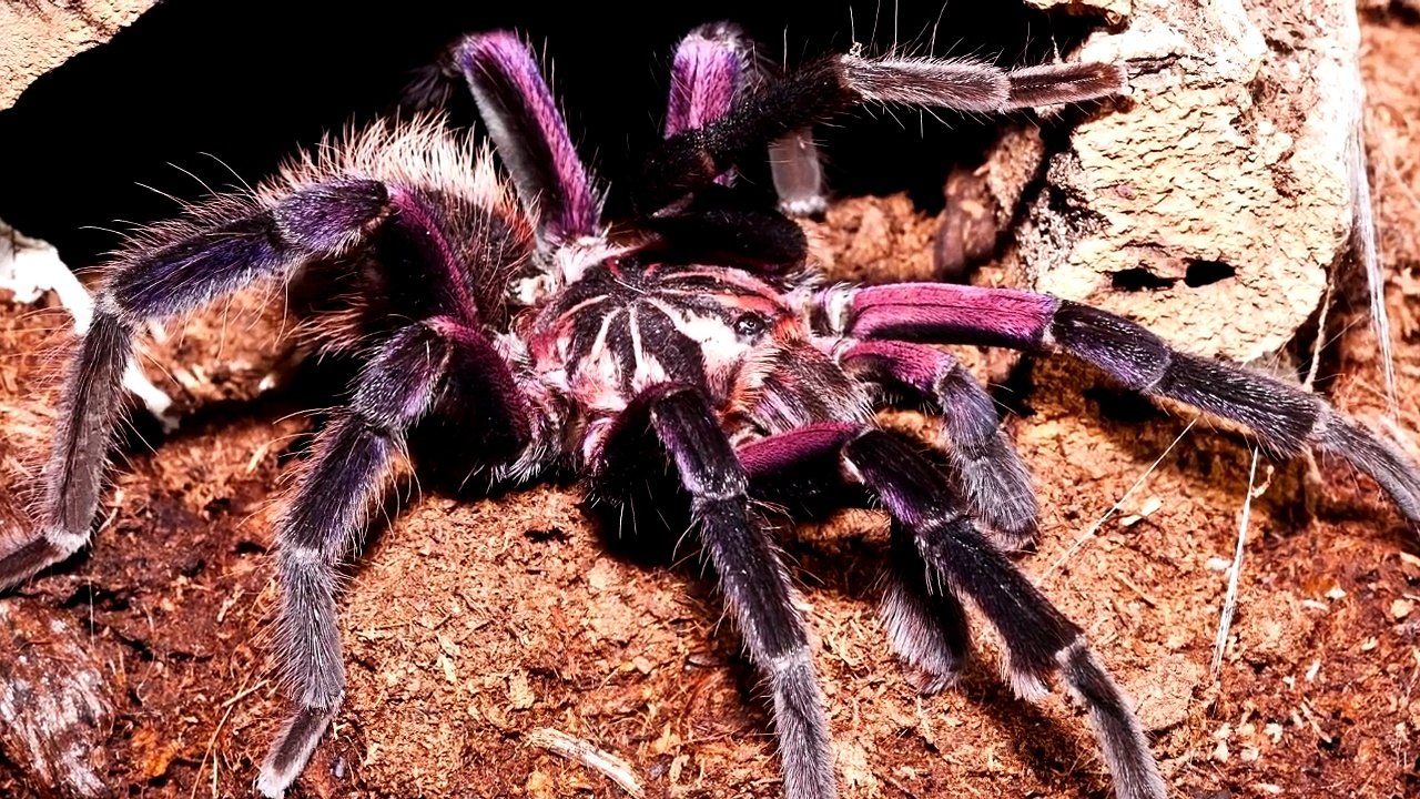 Die 10 Größten Spinnen der Welt!