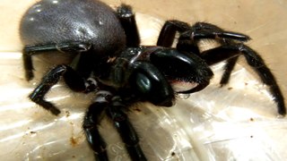 Die giftigste Spinne der Welt world's biggest poisonous spider Deutsch German