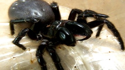 Die giftigste Spinne der Welt world's biggest poisonous spider Deutsch German