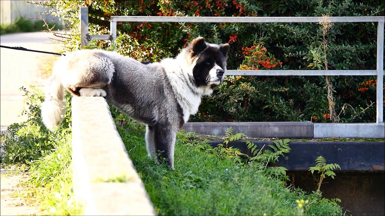 Die 10 giftigsten Spinnen der Welt