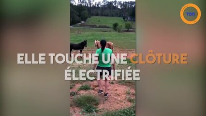 Elle veut s'approcher des chevaux