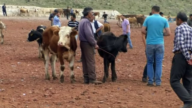 Kars’ta kurbanlıklar pazara indi
