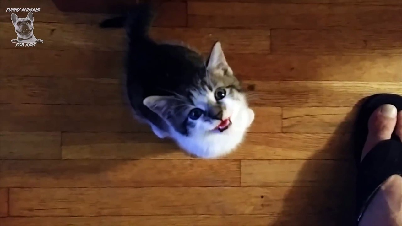Cute Kittens Meowing Compilation