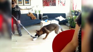 Funny Dogs and Vacuum Cleaner Compilation