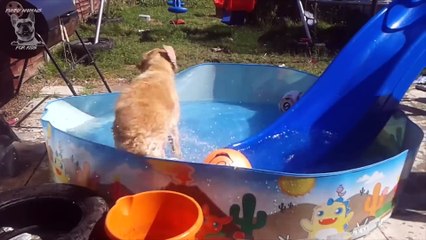 Funny Dogs on Water Slides Compilation