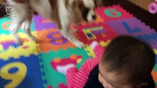 Cute King Charles Spaniel and Adorable Baby Compilation NEW