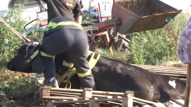 Sahibinden Kaçan Kurbanlık İnek Gübre Yığınına Saplandı