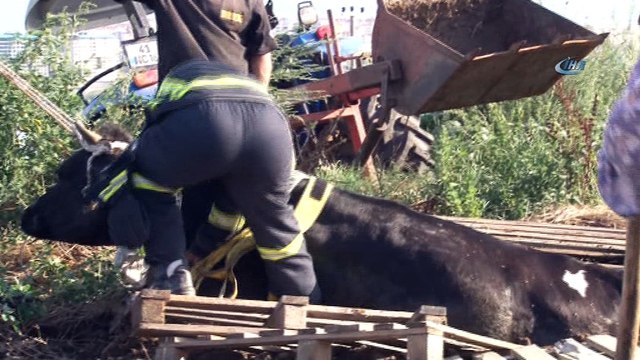 Sahibinden kaçan kurbanlık inek gübre yığınına saplandı